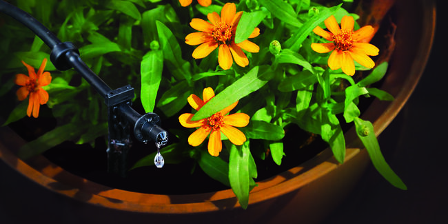 spot watering in planter