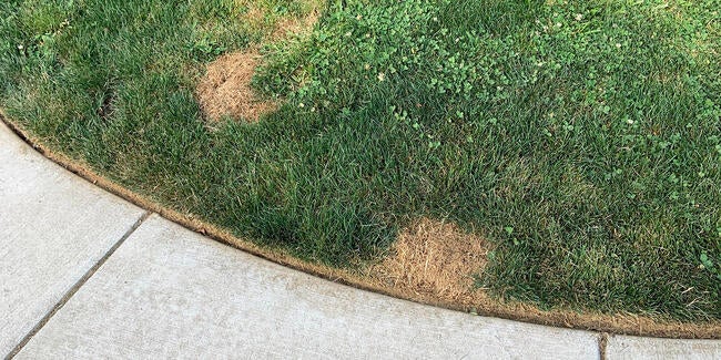 brown patches in a lawn