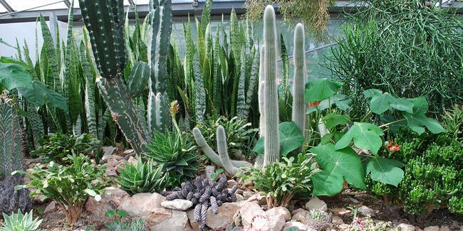 drought resistant garden