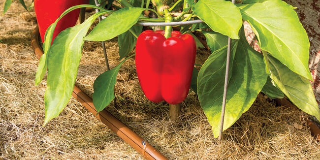 drip irrigation for vegetable garden