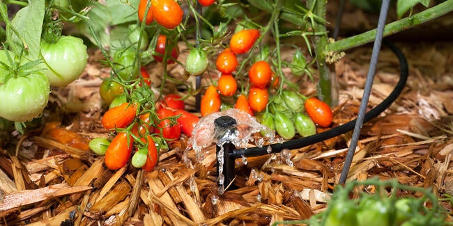 Drip irrigation on tomatoes