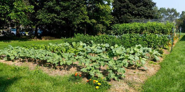 garden in the spring