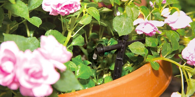 drip irrigation on patio flowers