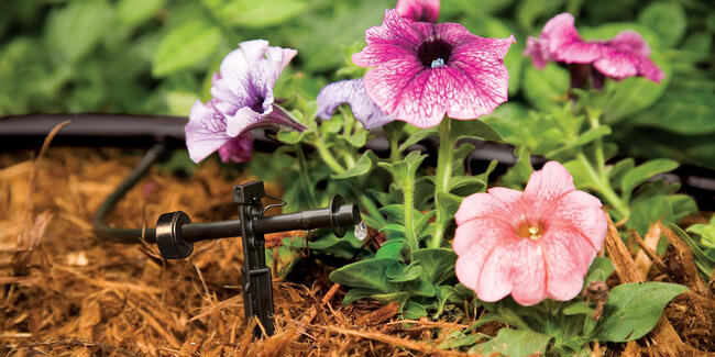 drip irrigation in a garden