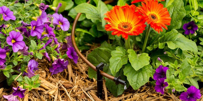 drip irrigation in a potted plant