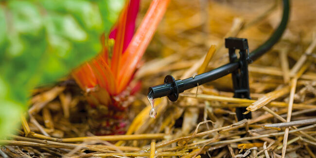 drip irrigation for lettuce