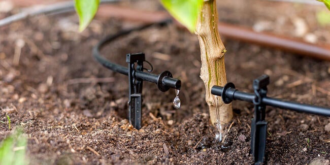drip irrigation on tomato plant
