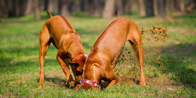 dogs playing in lawn