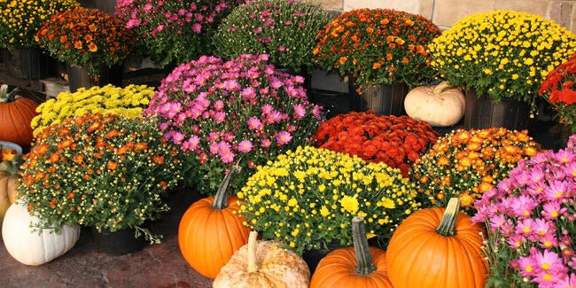 fall flowers and pumpkins