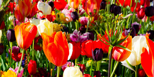 spring tulips