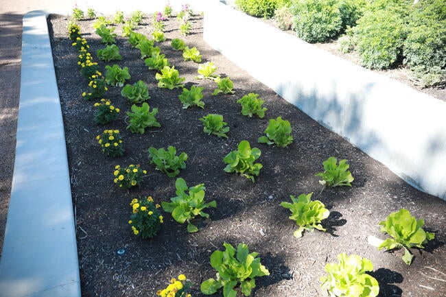 Drought Tolerant Garden