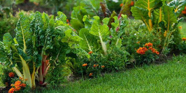 companion planting