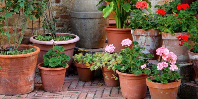 container plants
