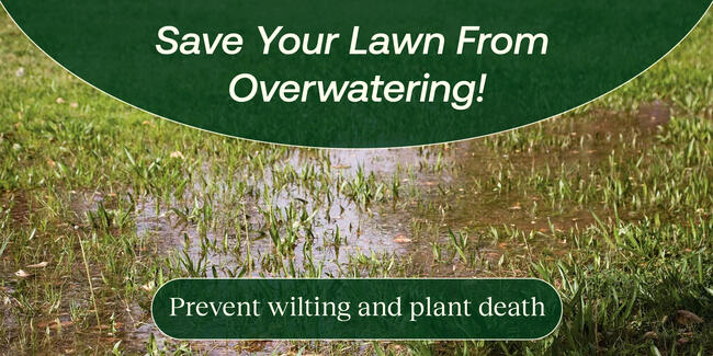 overwatered grass