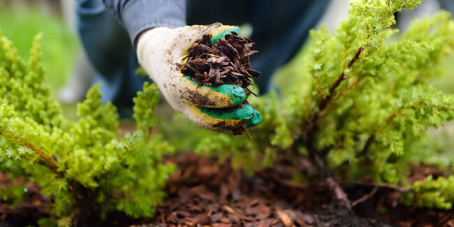 laying mulch in a flower bed