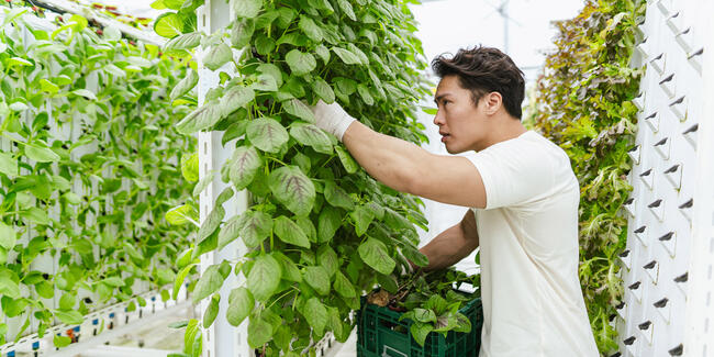 vertical garden green wall
