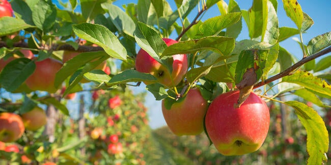 apple tree