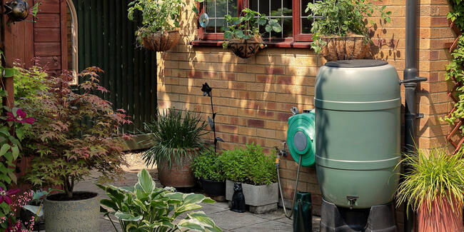 harvesting rainwater
