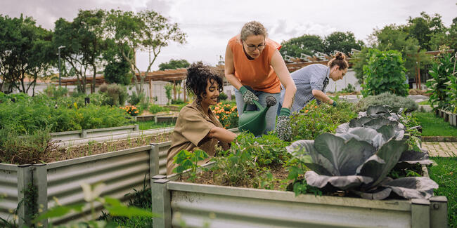 community garden