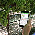 Farmer viewing ClimateMinder on cell phone, grapes growing on trellis in background