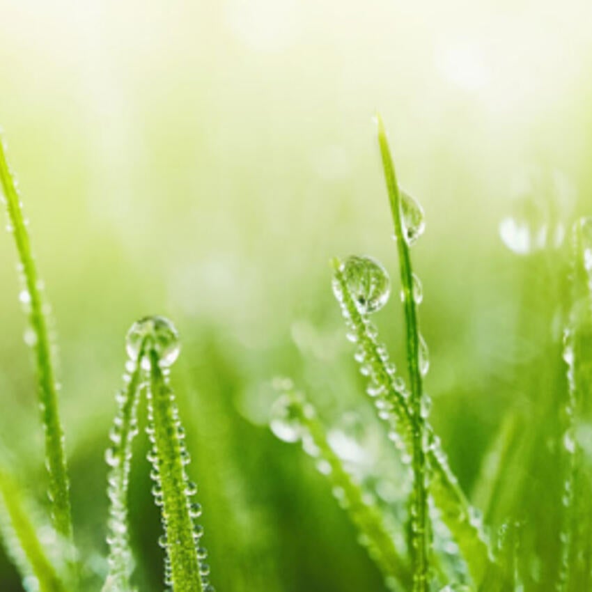 Wet grass in sun