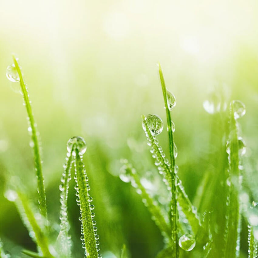 Wet grass in sunlight