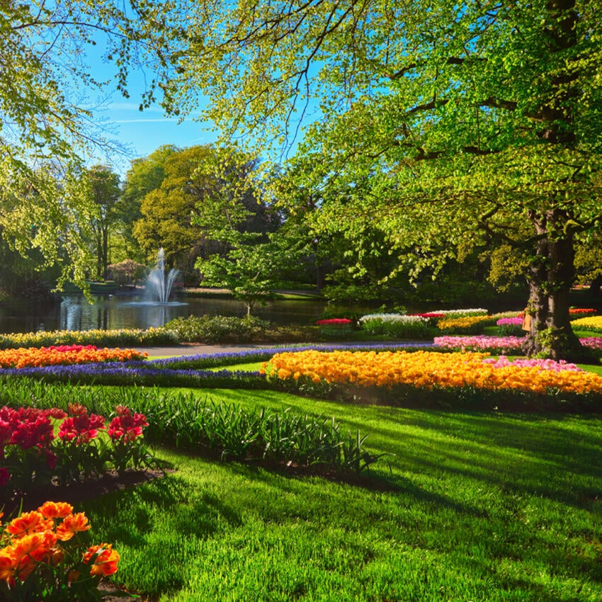 Colorful garden