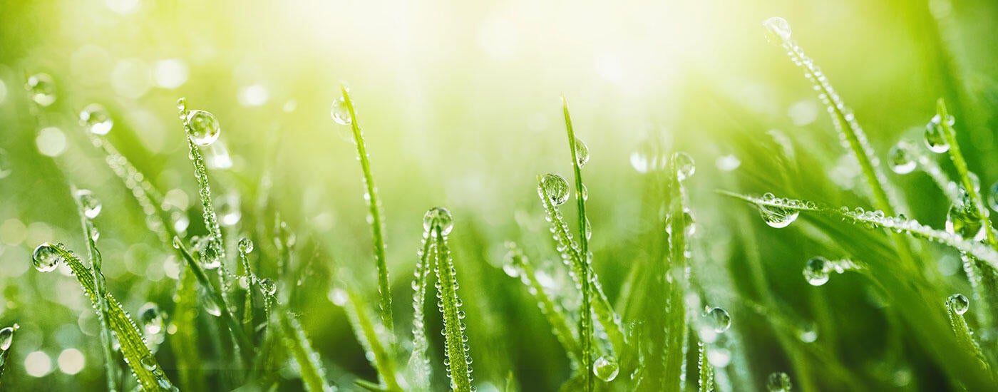 Wet grass in sunlight