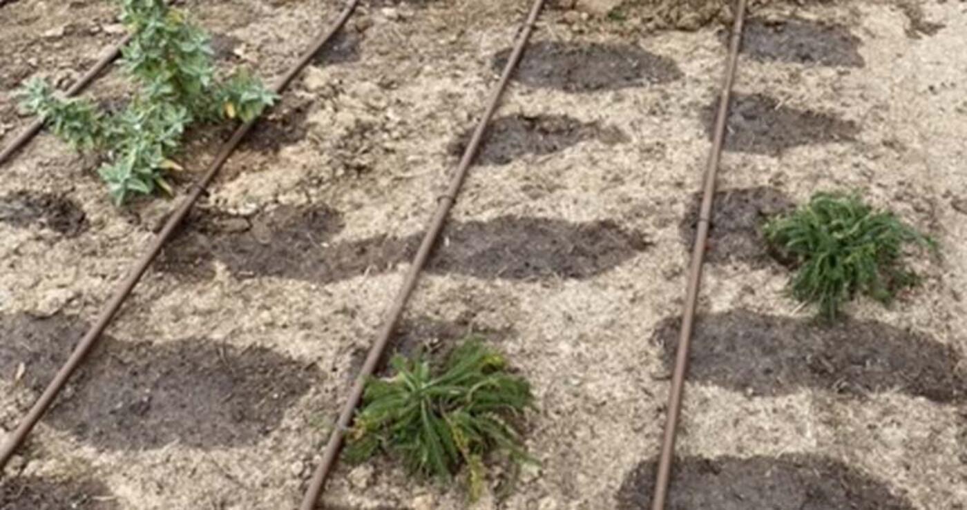 Dripline irrigation in field