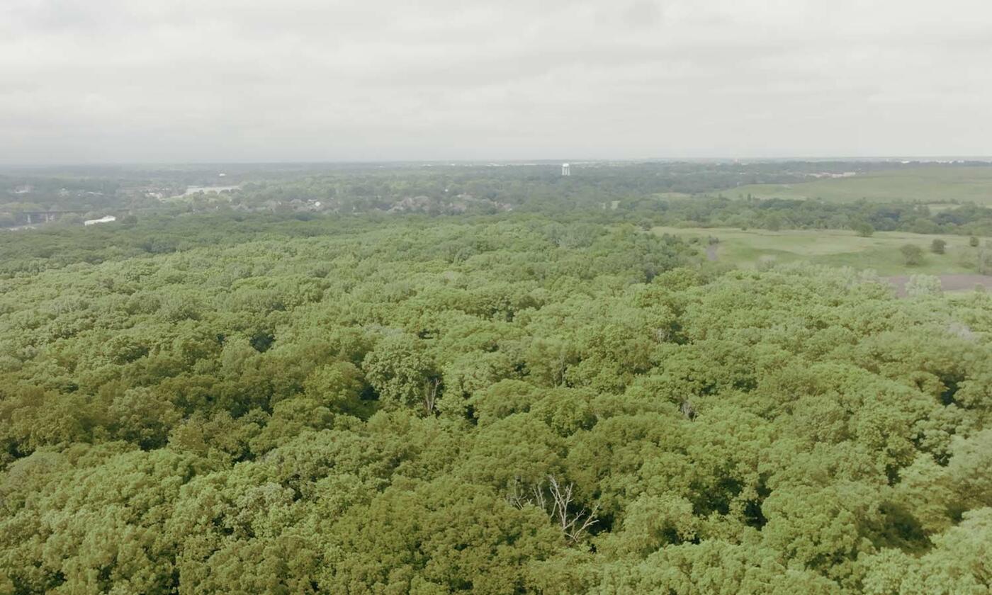 Bur Oak Forest