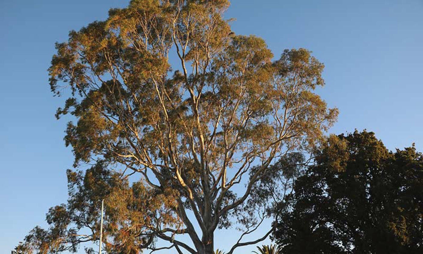 Tree Stories - River Red Gum