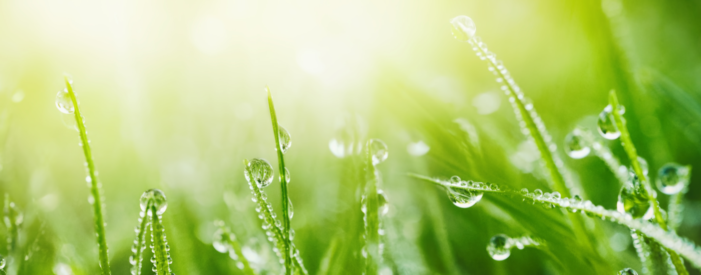 Grass with droplets of water