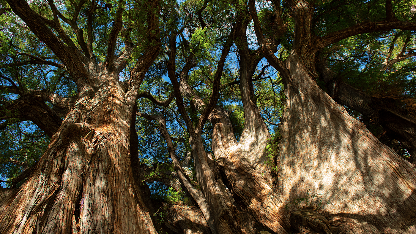 Tree Stories Latin America