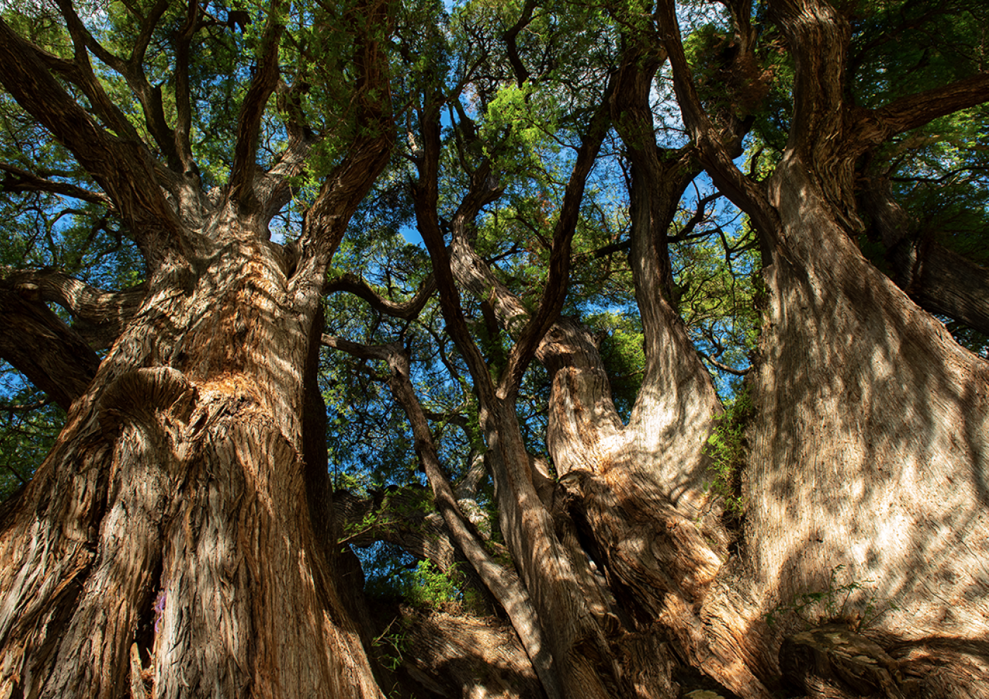 Tree Stories Latin America