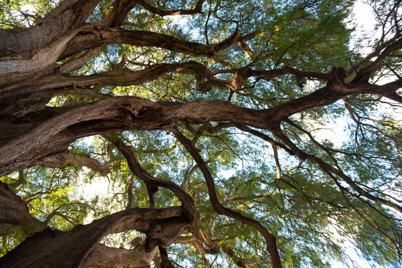 Tule Tree