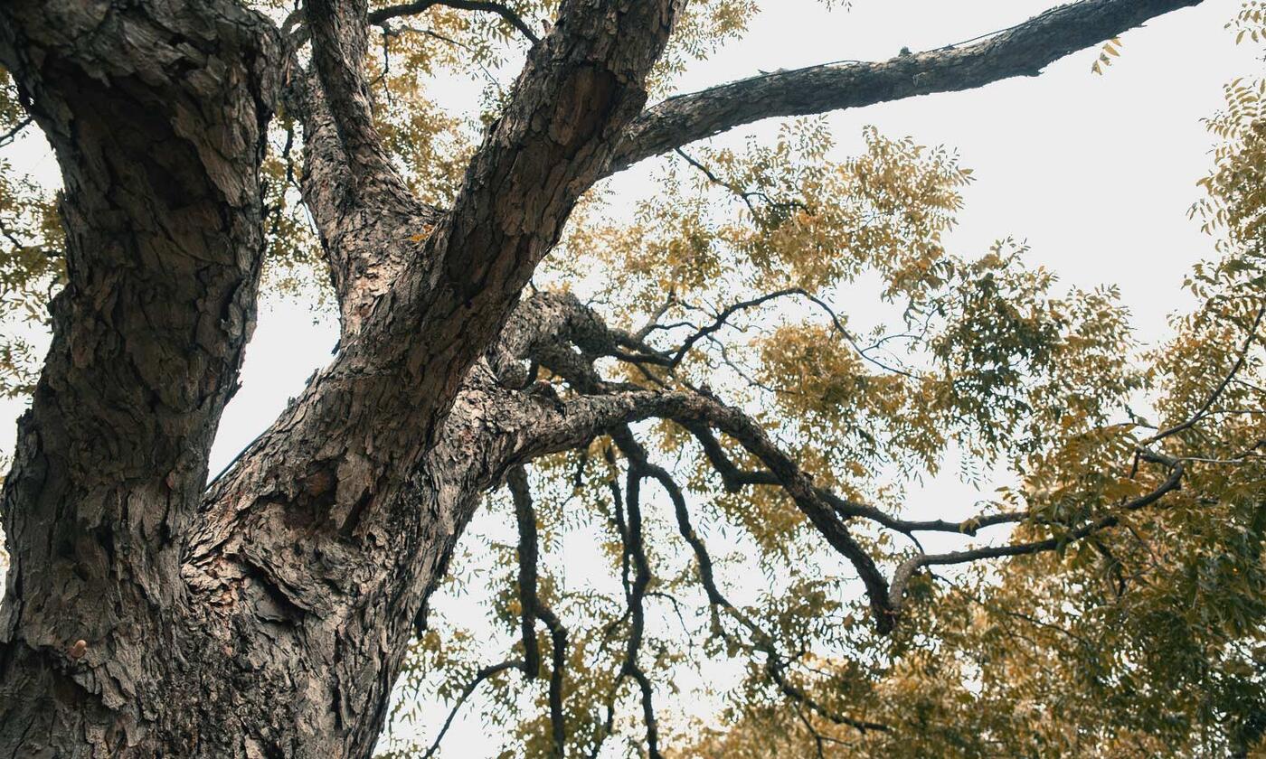 Looking up towards branches of pecan tree