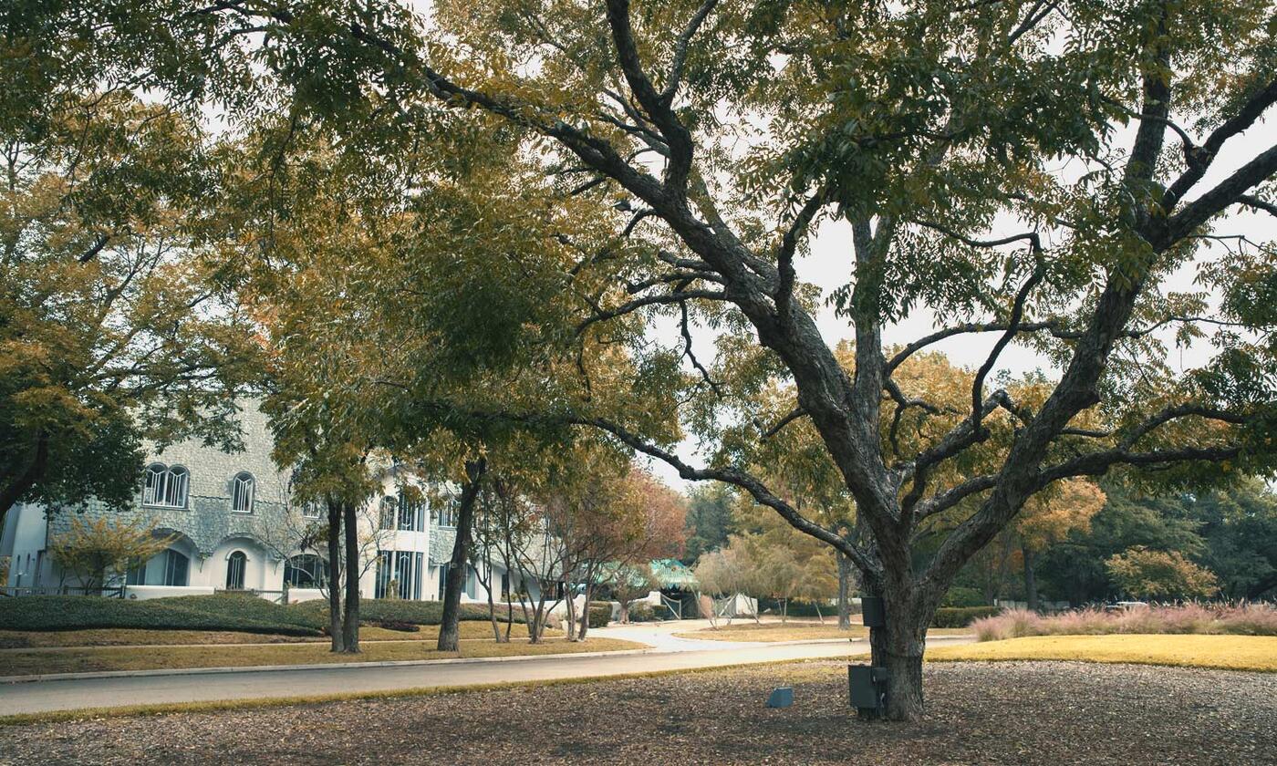 Large Pecan tree  in the foreground in a park