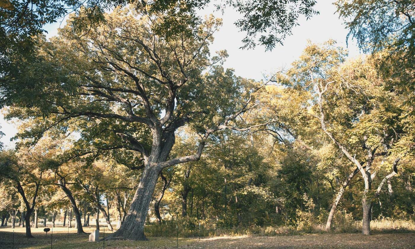 Quincentennial Bur Oak