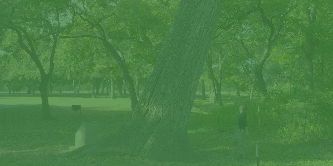 Bur Oak in a park