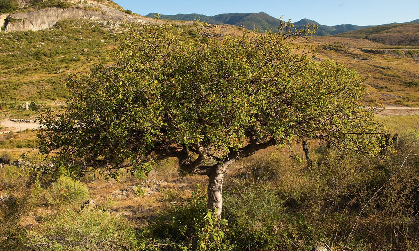 Copal Tree