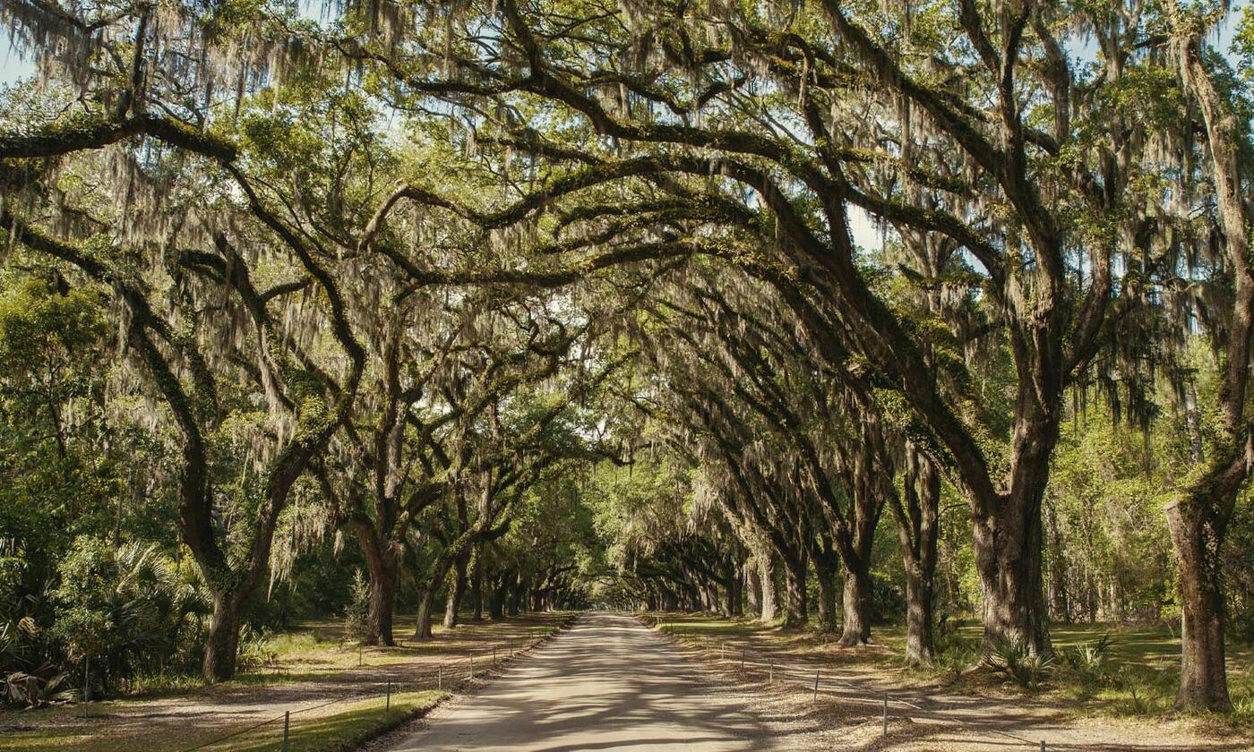 Road going straight ahead through 2 columns of candler live oak trees