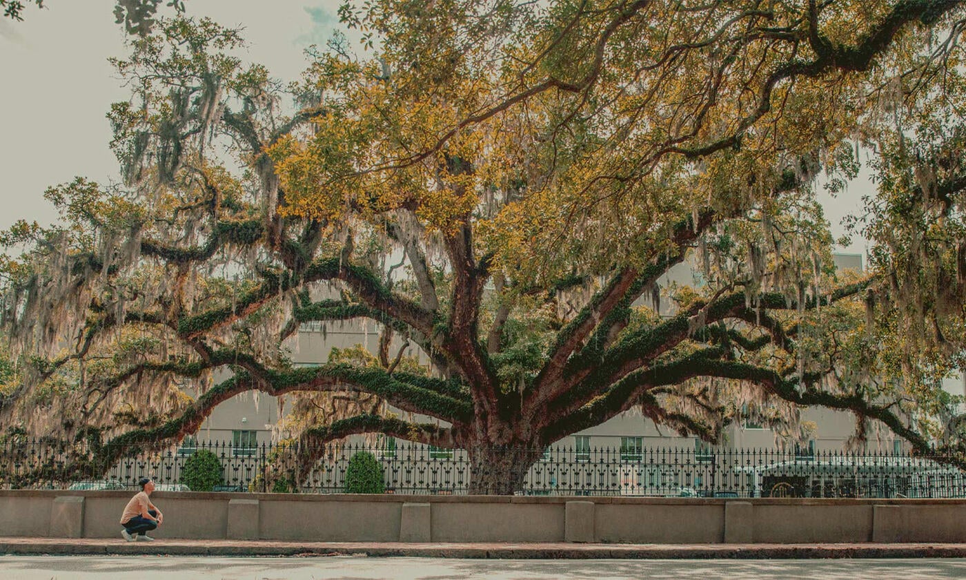 Large Candler Live Oak tree in front of a building