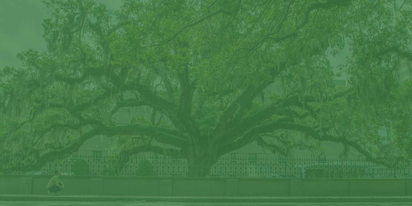 Image of Candler Live Oak with green overlay