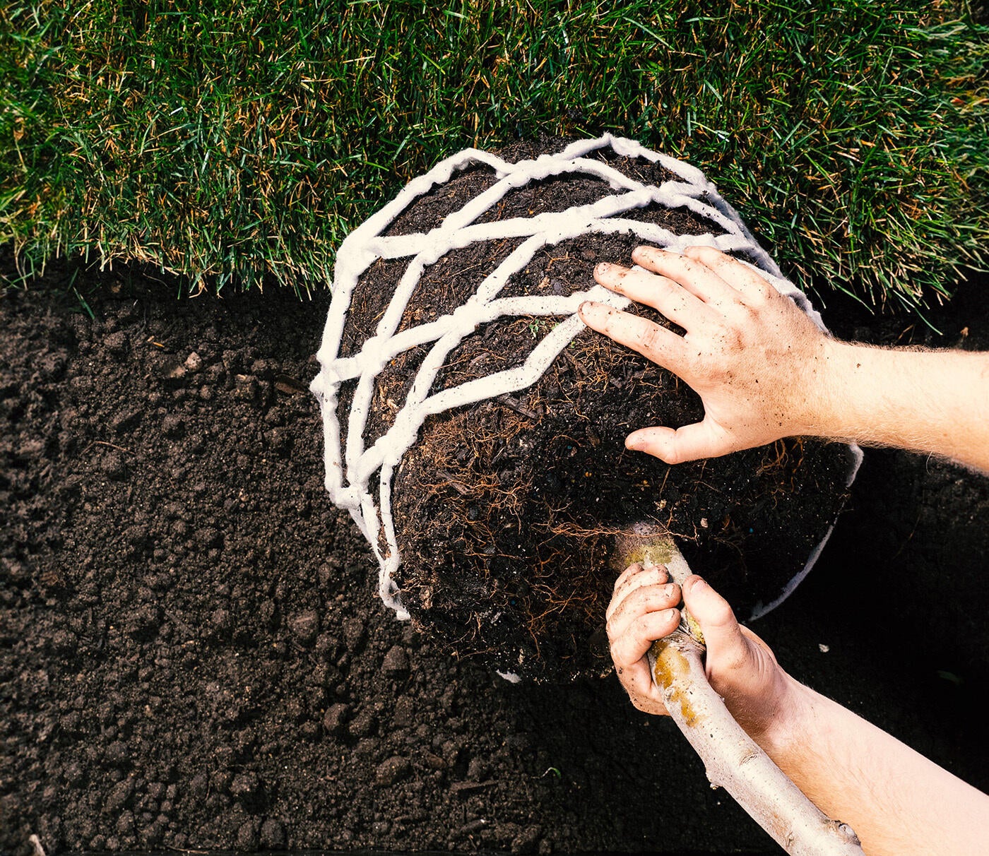 Root Booster with Tree