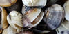 pfs clams