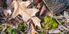pfs sticks leaves